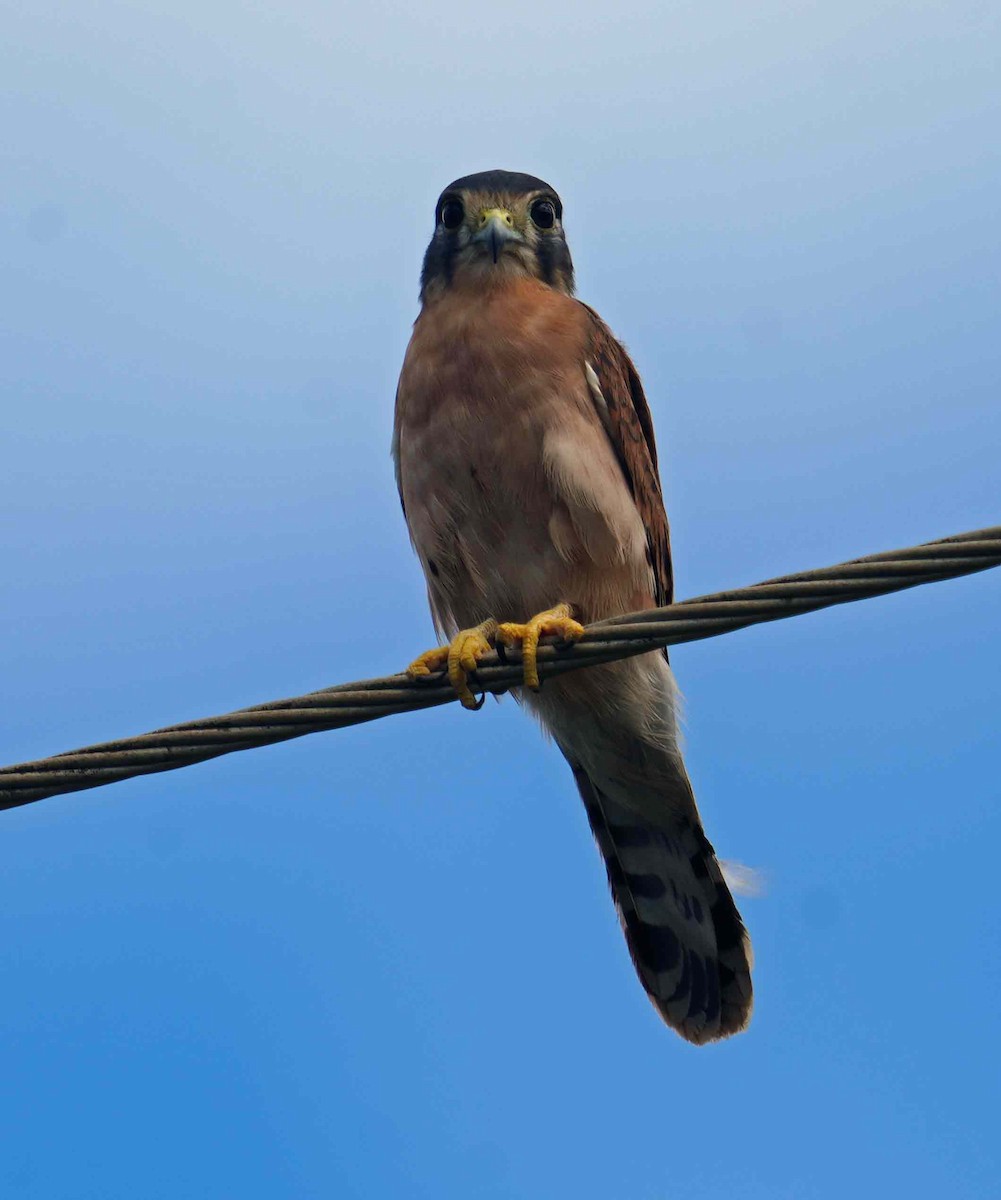 Cernícalo de las Seychelles - ML438781681