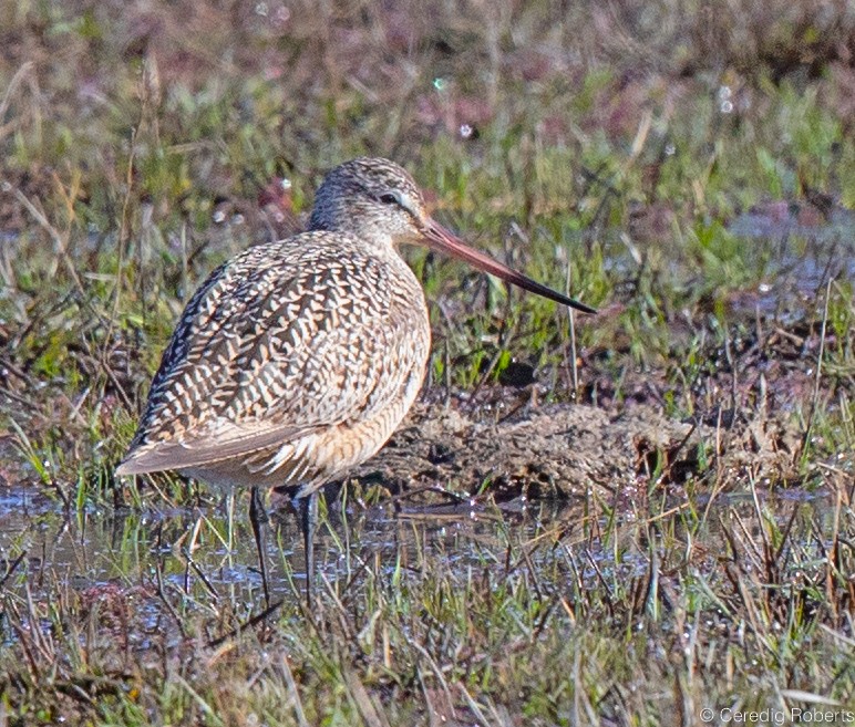 Marbled Godwit - ML438782501