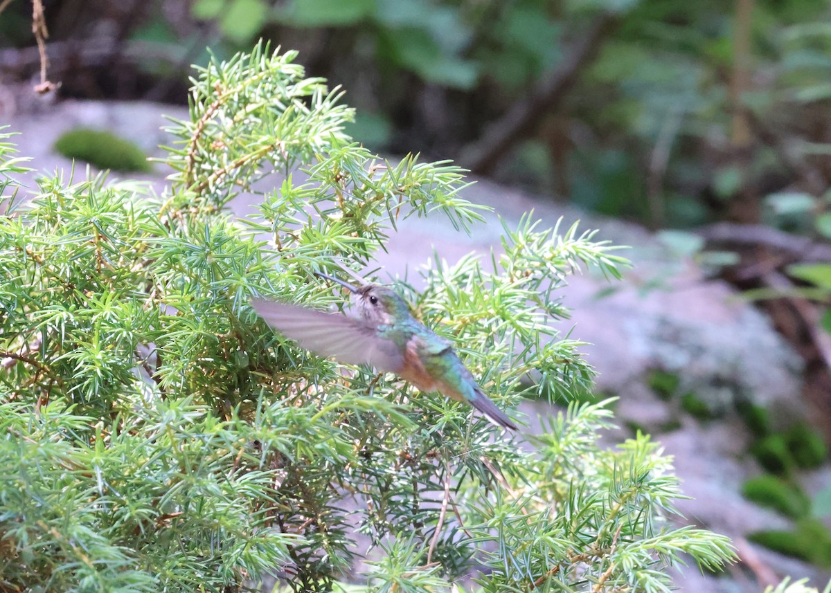 Geniş Kuyruklu Kolibri - ML438782741