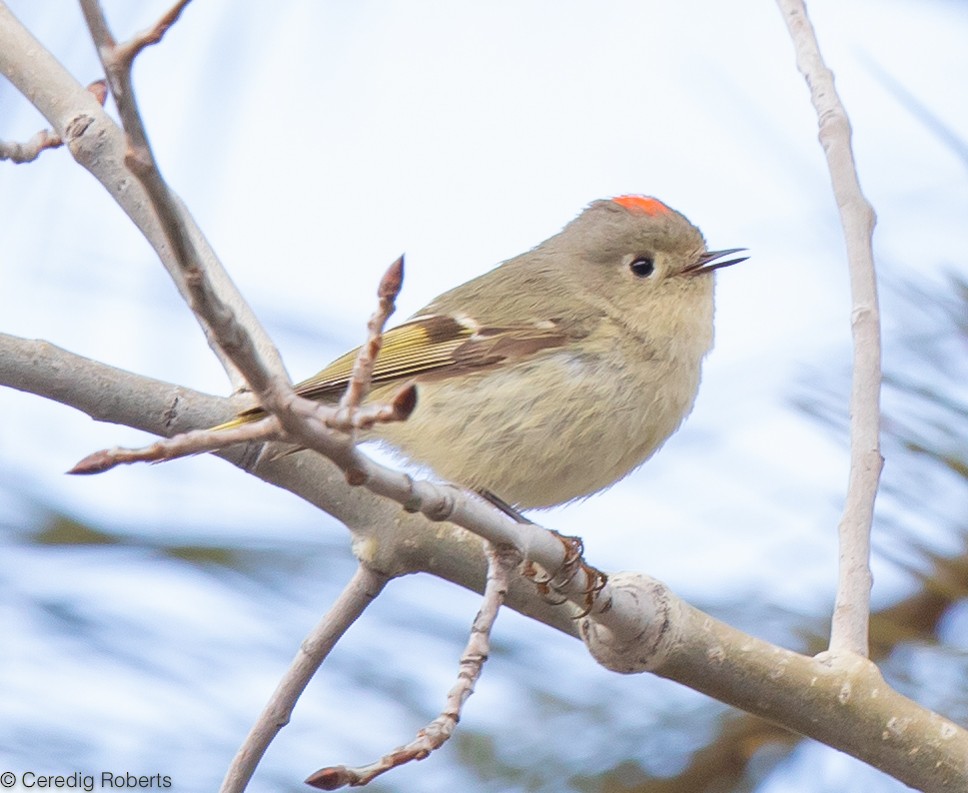 Ruby-crowned Kinglet - Ceredig  Roberts