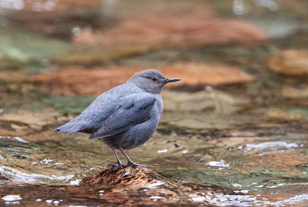 American Dipper - ML438783541