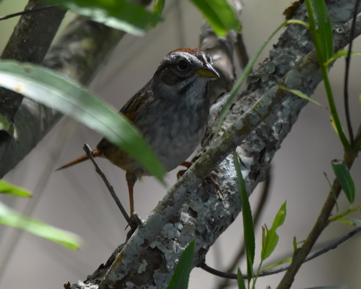 White-throated Sparrow - ML438783741