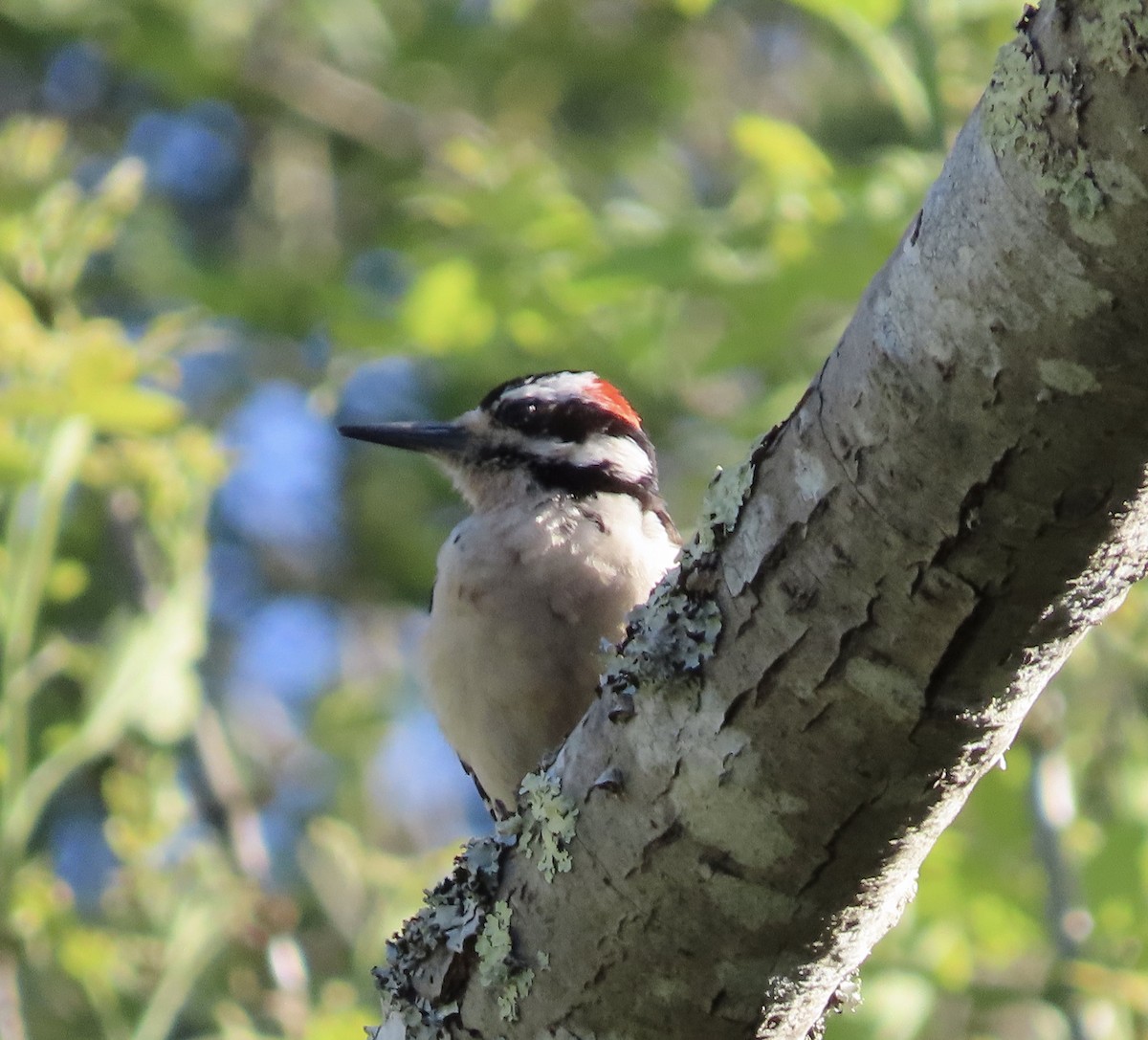 Hairy Woodpecker - George Chrisman