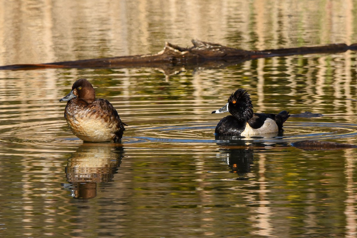 Ringschnabelente - ML438785681