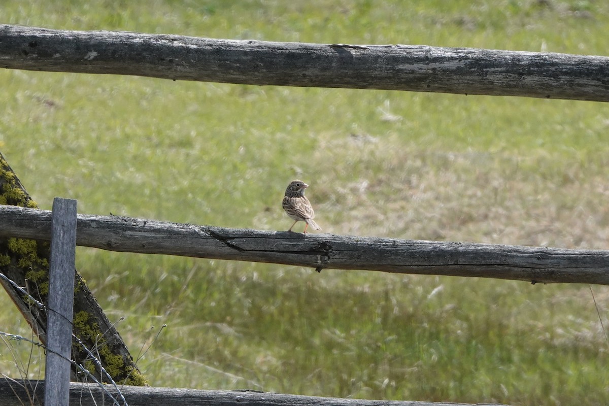 Vesper Sparrow - ML438785741