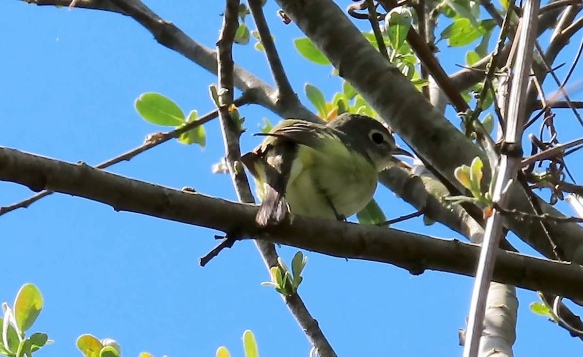 Cassin's Vireo - ML438785771