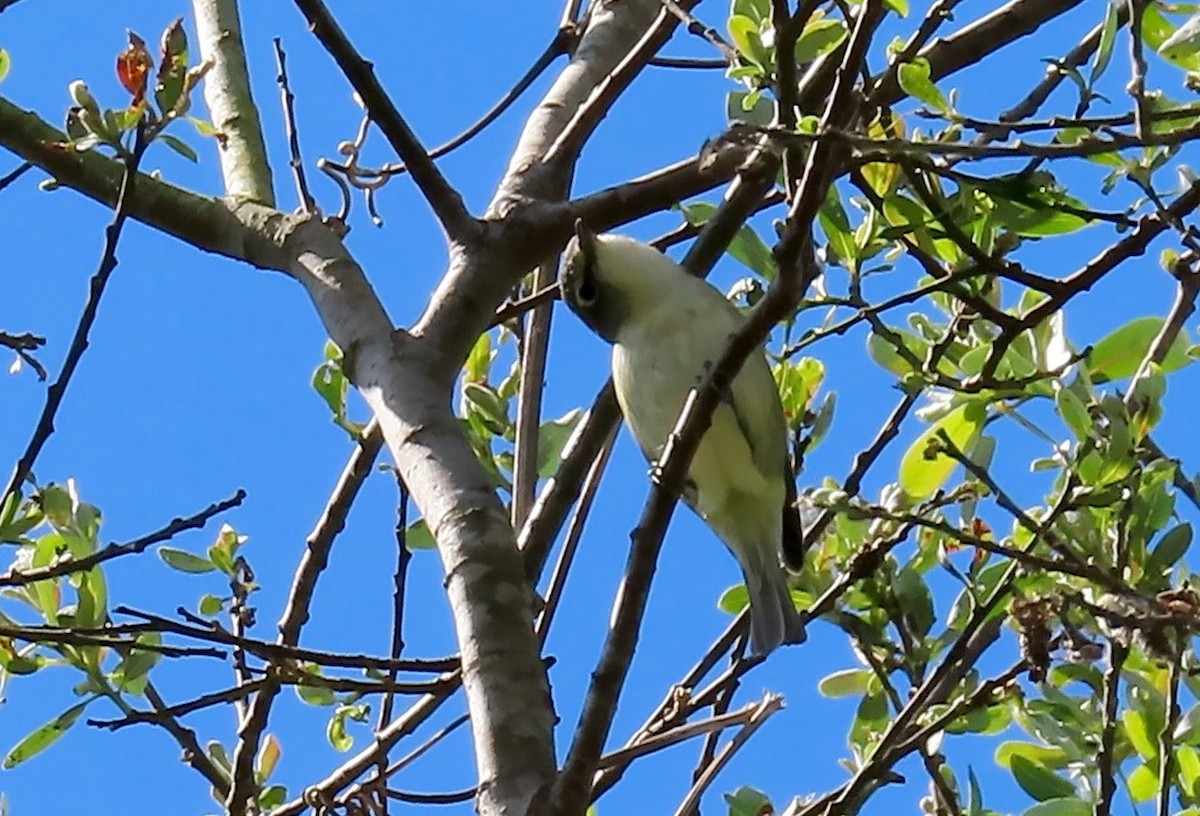 Cassin's Vireo - ML438785821