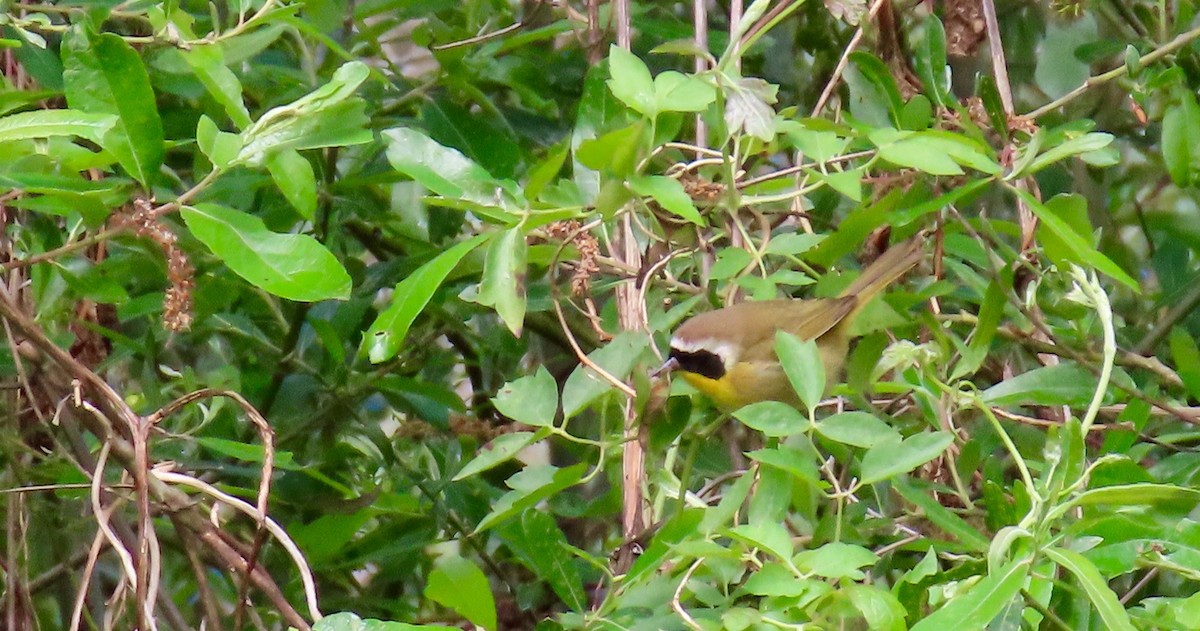 Common Yellowthroat - ML438785871