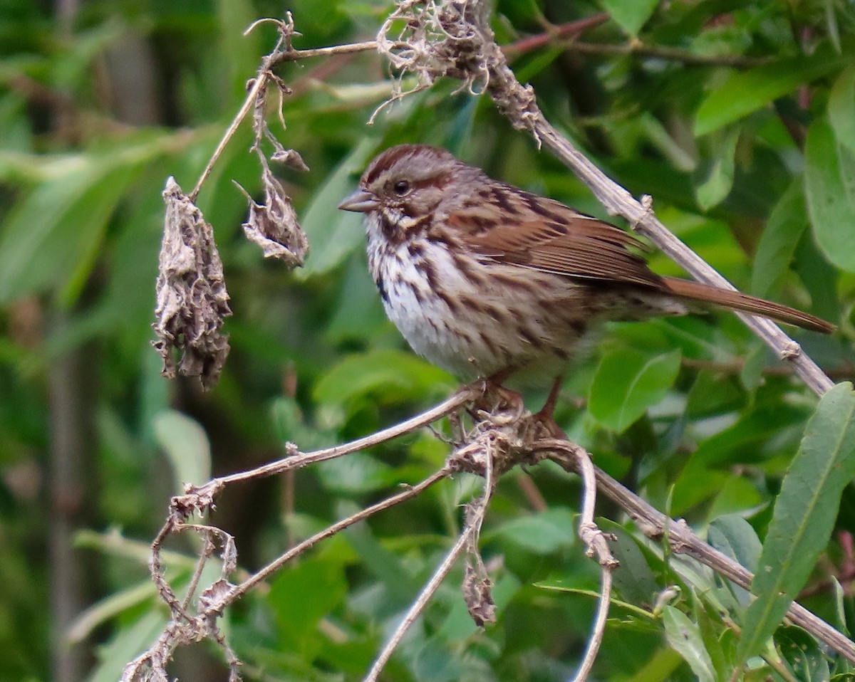 Song Sparrow - ML438785911