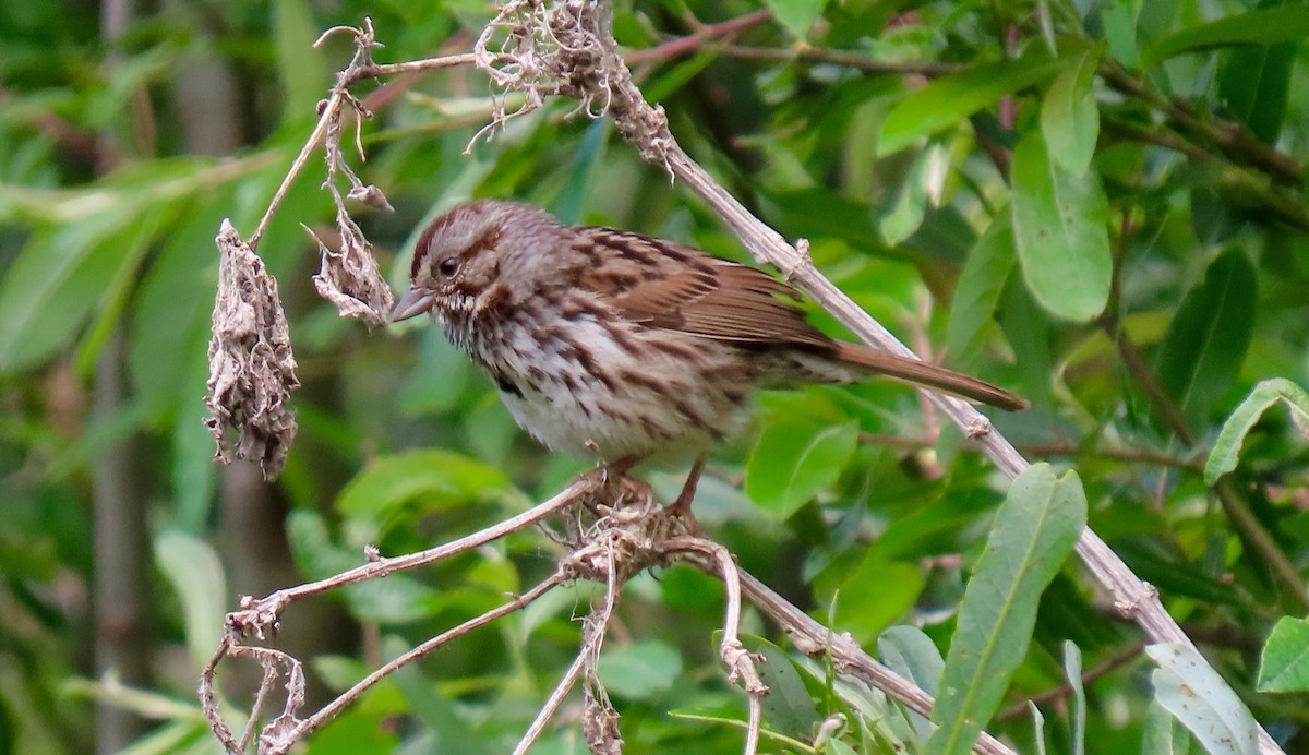 Song Sparrow - ML438785921