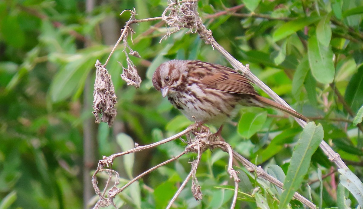 Song Sparrow - ML438785951
