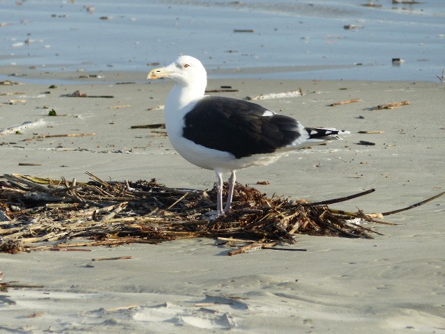 Great Black-backed Gull - ML43878671