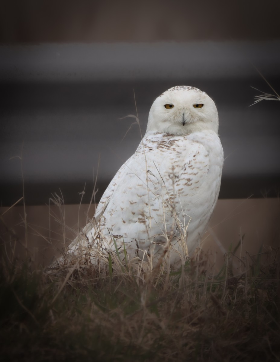 Snowy Owl - ML438786781