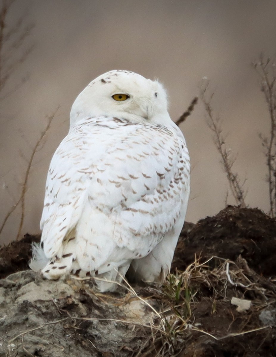Snowy Owl - ML438786791