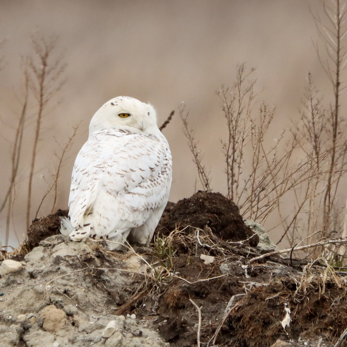 Snowy Owl - ML438786811