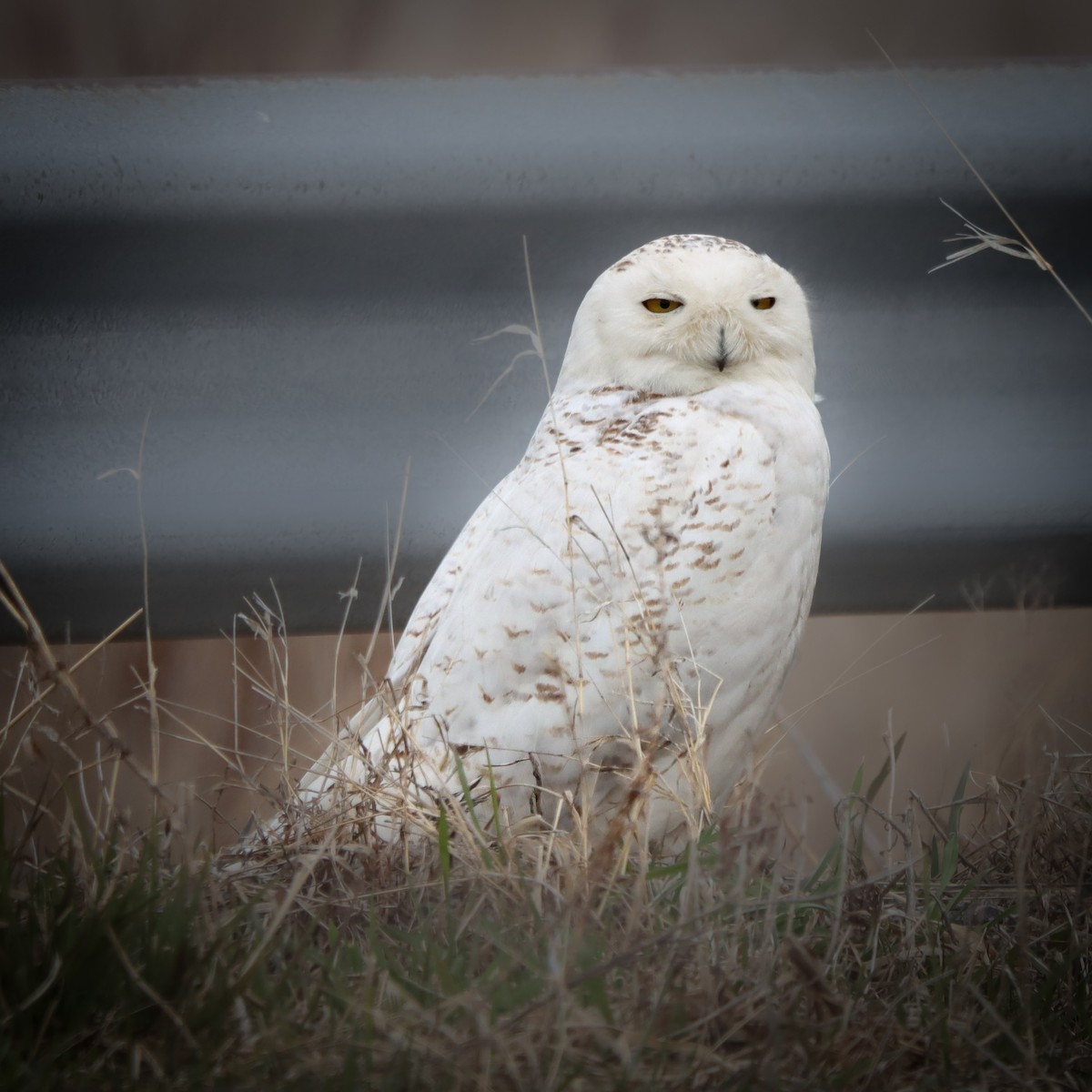 Snowy Owl - ML438786861