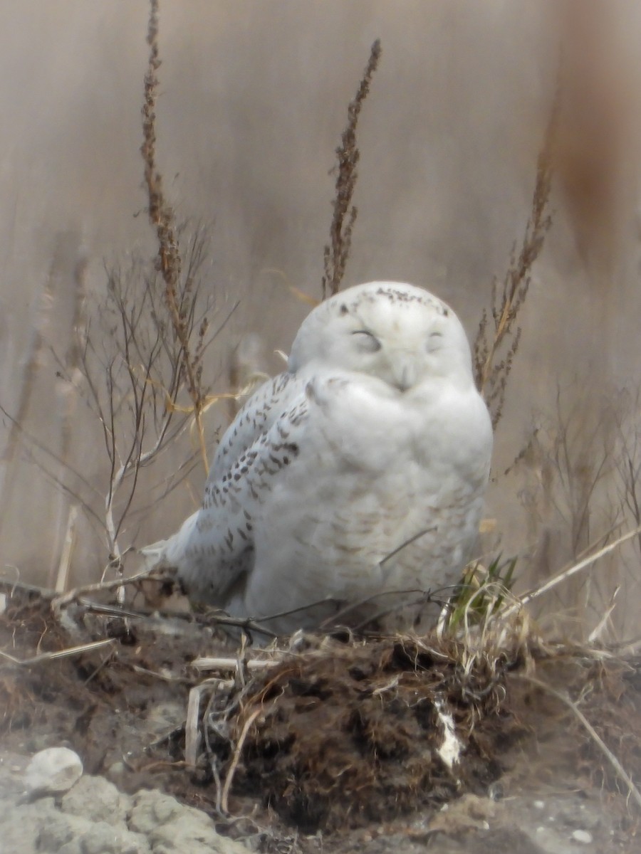 Snowy Owl - ML438786871