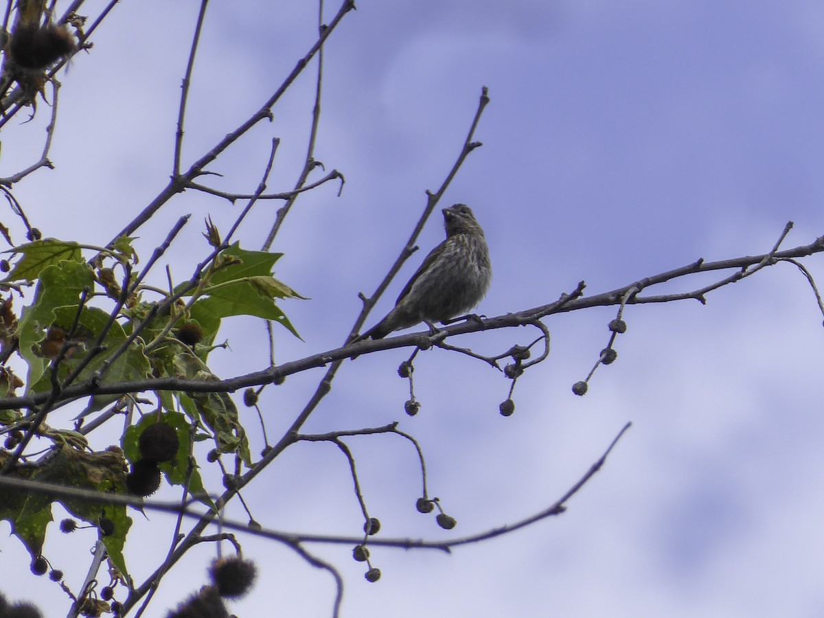 House Finch - ML438787591