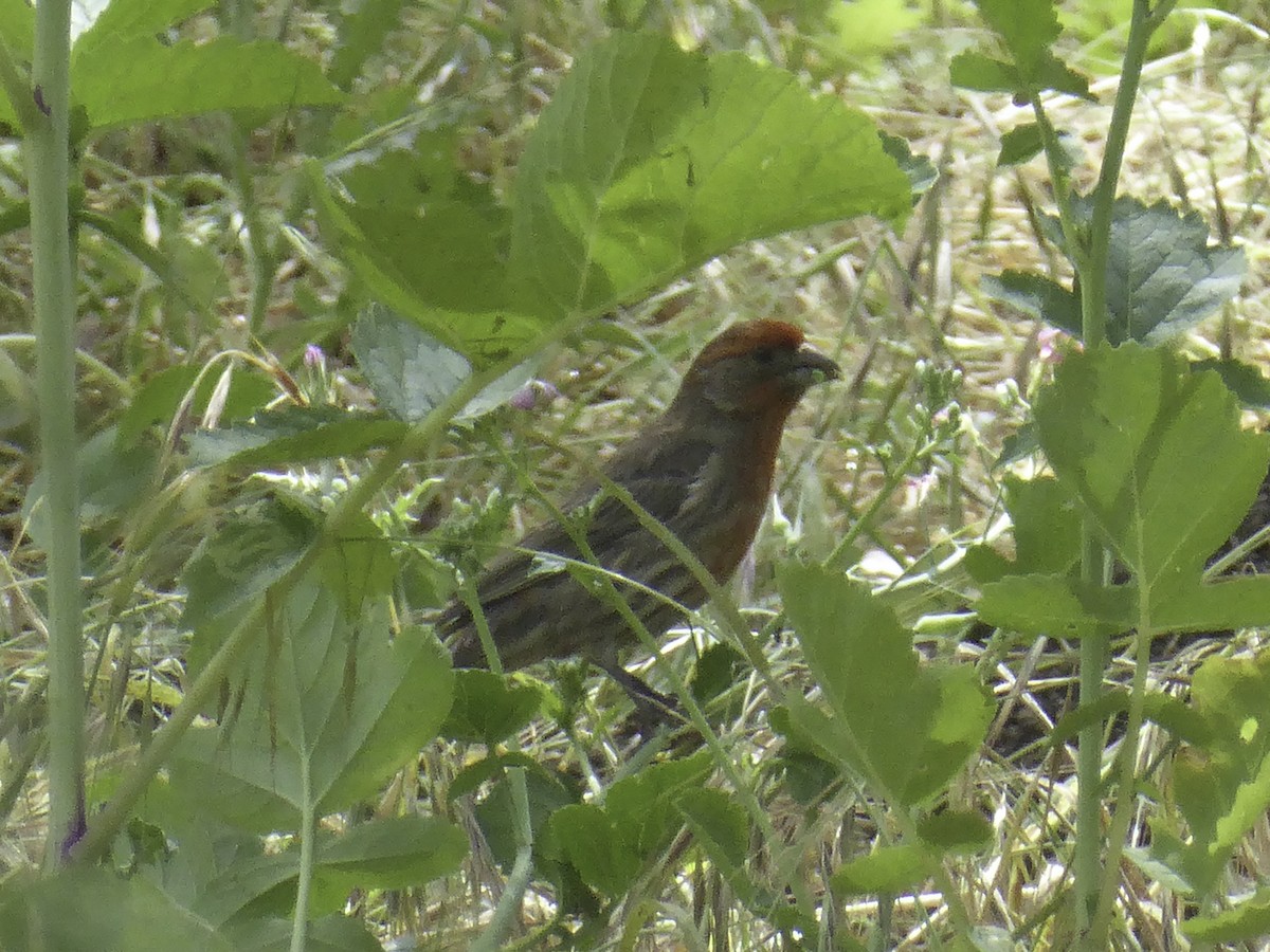 House Finch - ML438787921