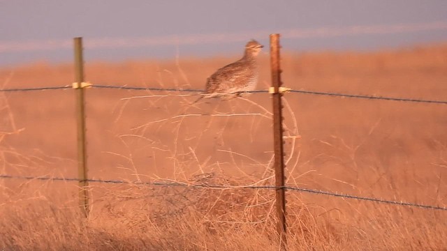 Sharp-tailed Grouse - ML438791831