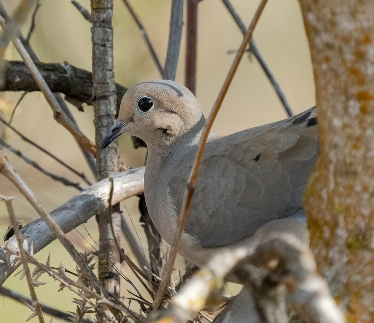 Mourning Dove - ML438791911