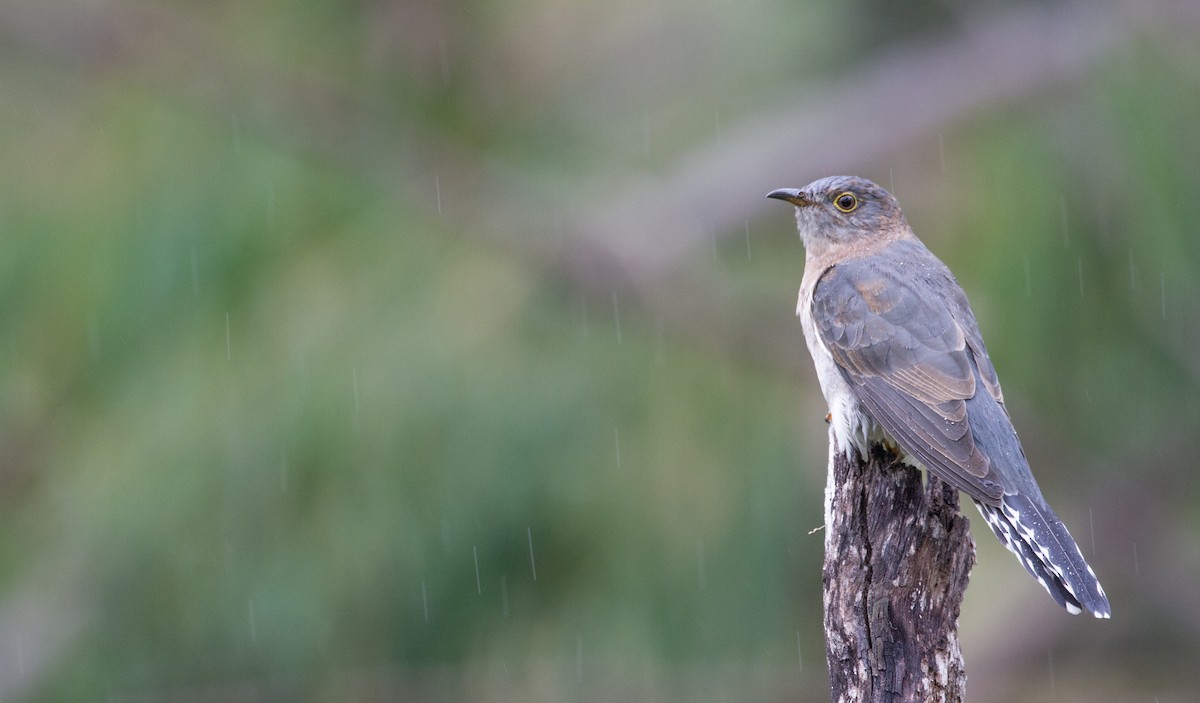 Fan-tailed Cuckoo - ML438792211