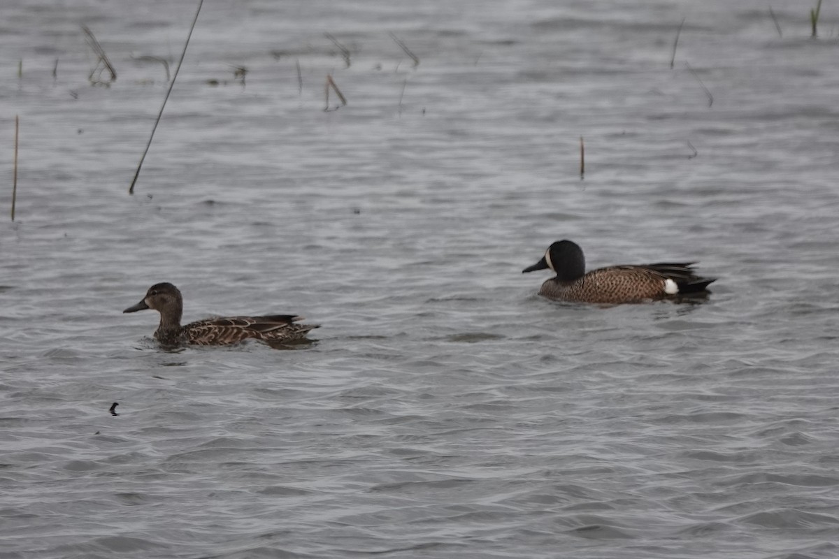Blue-winged Teal - ML438793101