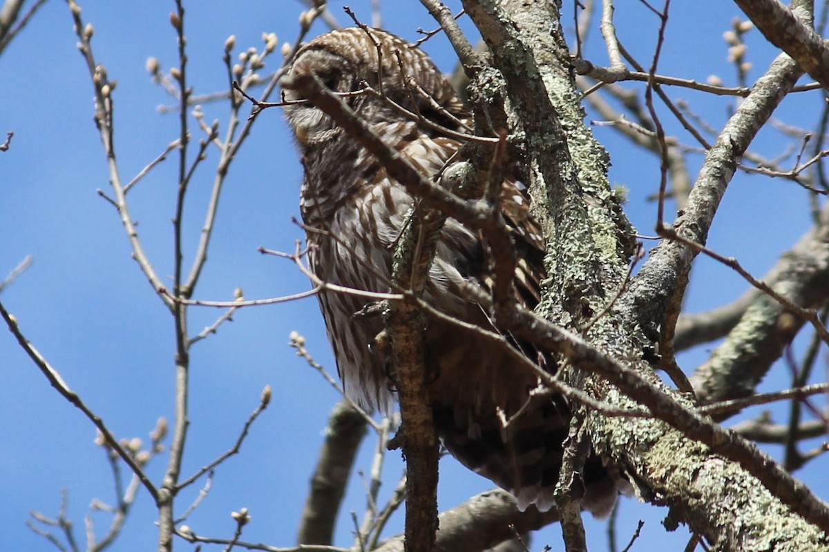 Barred Owl - ML438793181