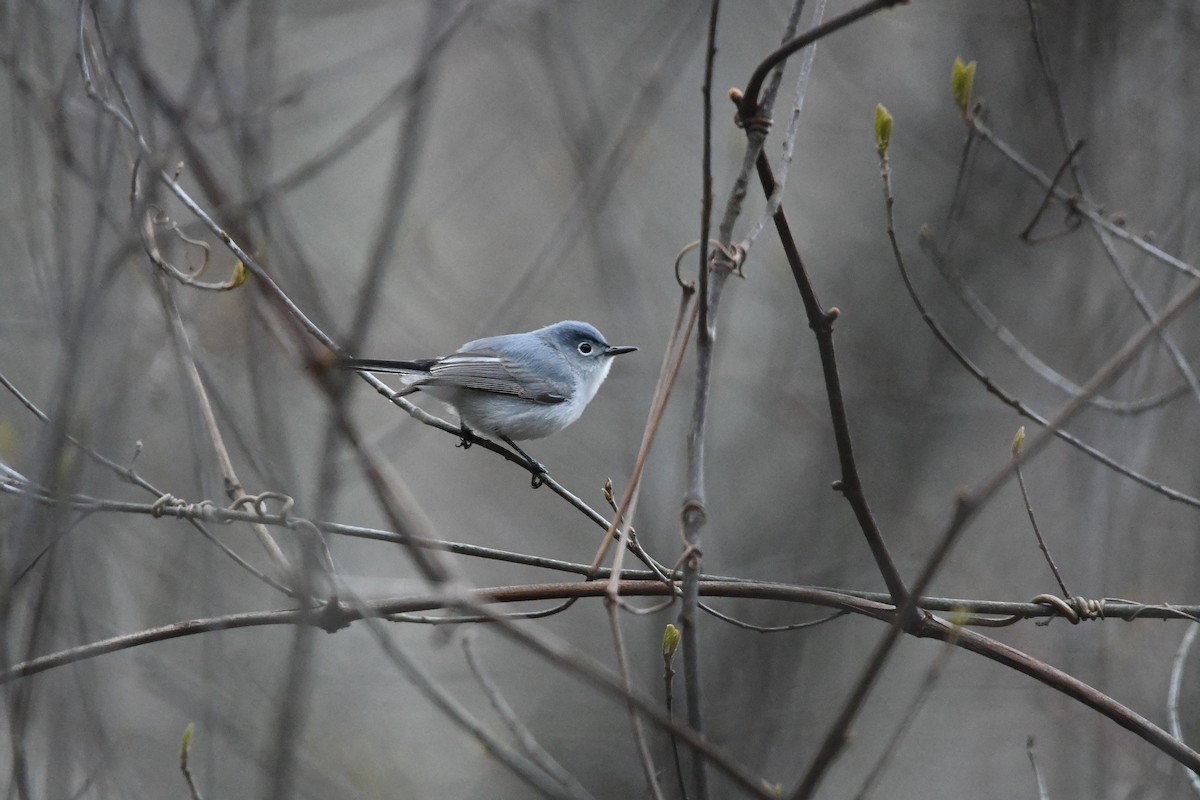 Blue-gray Gnatcatcher (caerulea) - Dan O'Brien