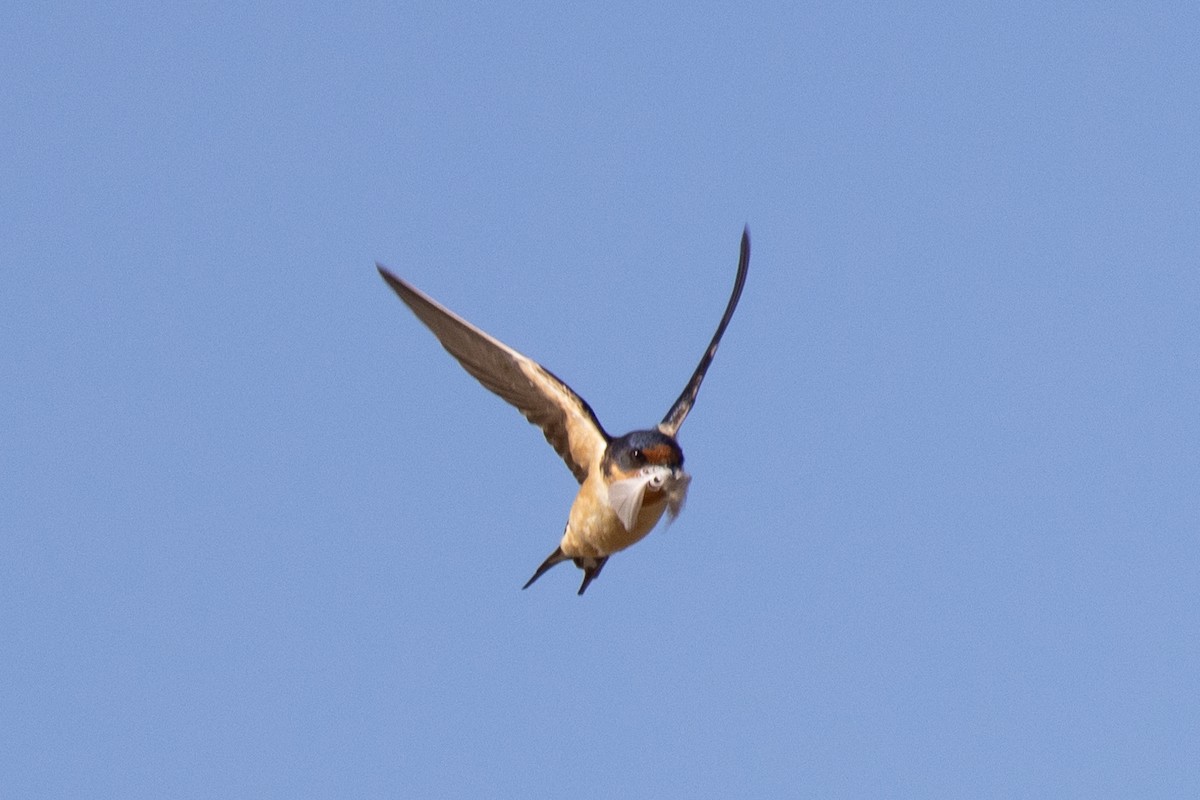 Barn Swallow - ML438794061