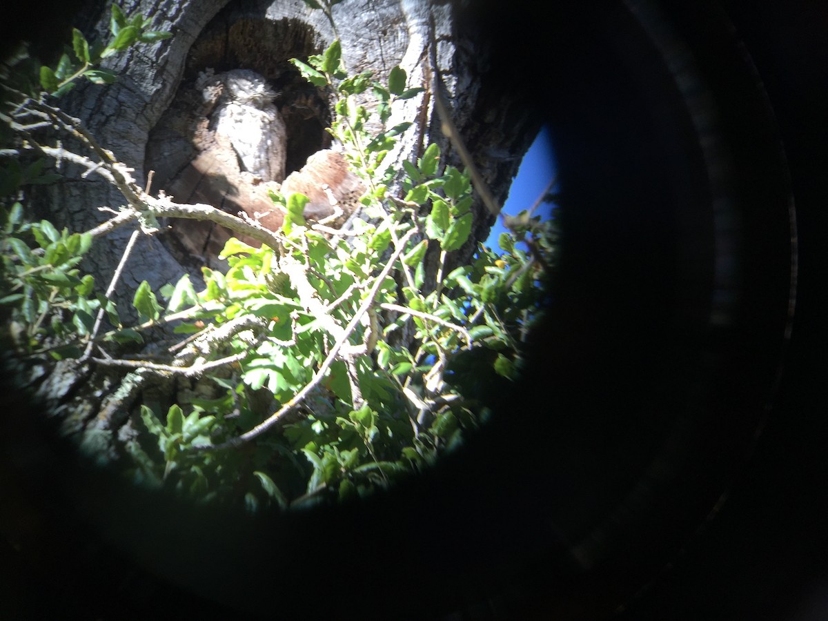 Western Screech-Owl - ML43879541