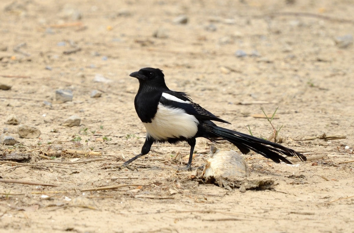 Oriental Magpie - ML438795521