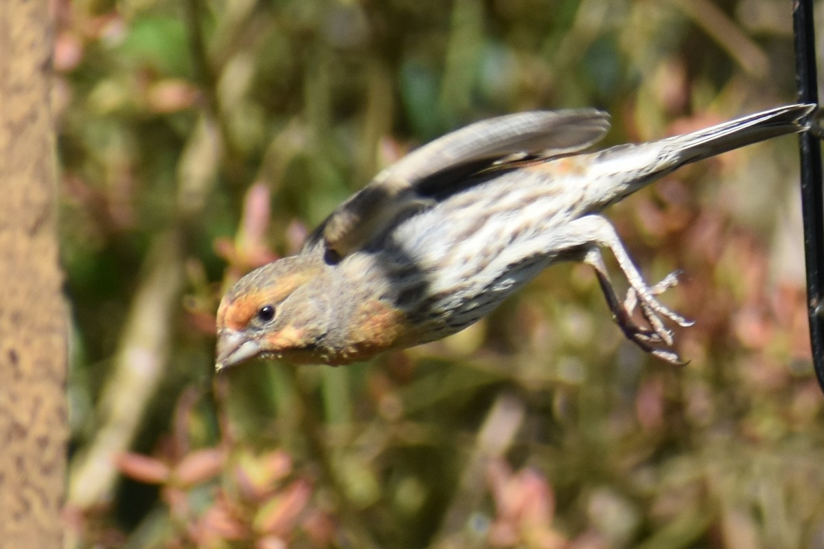 House Finch - Bill Hubbard