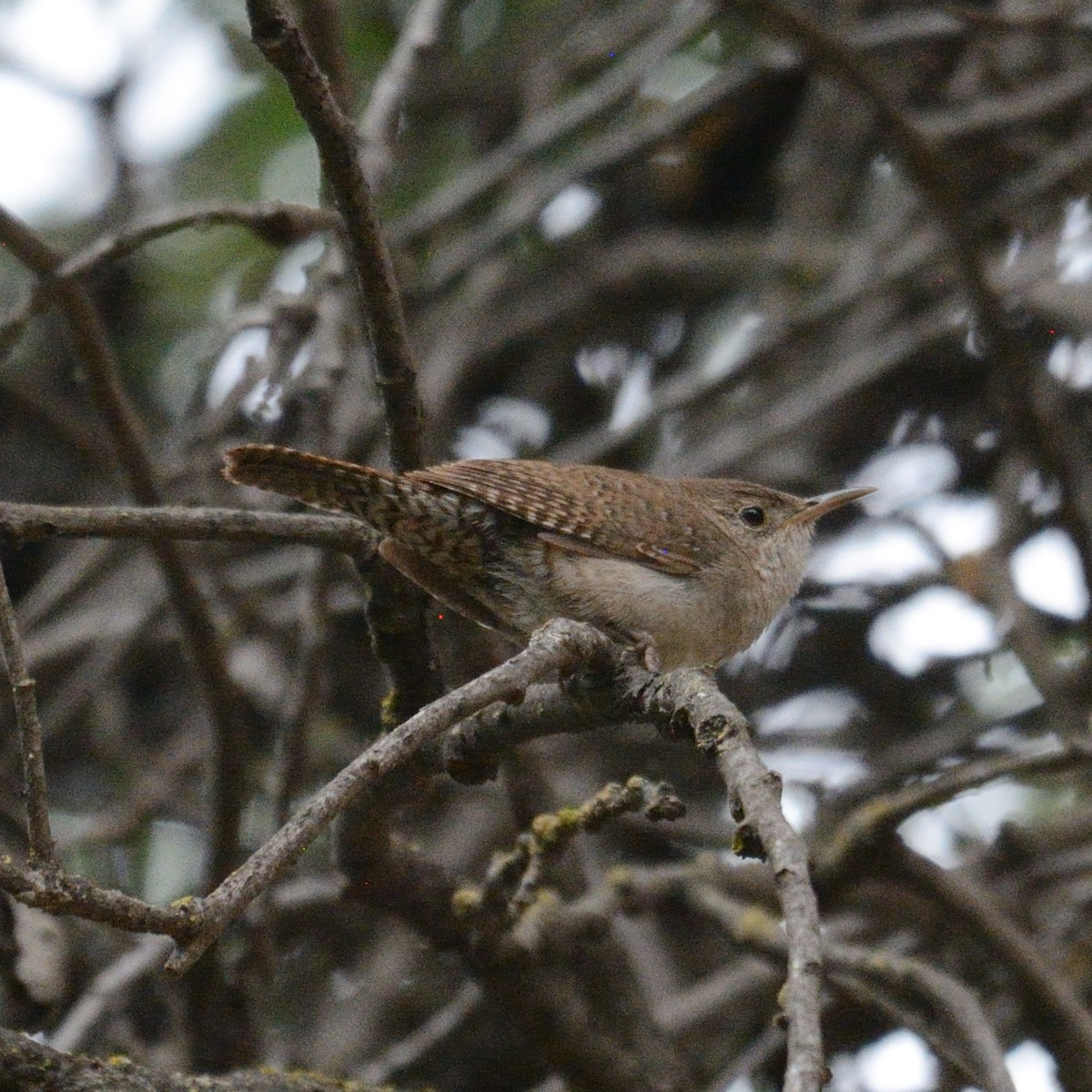 House Wren - Stacey & Daryl Williams