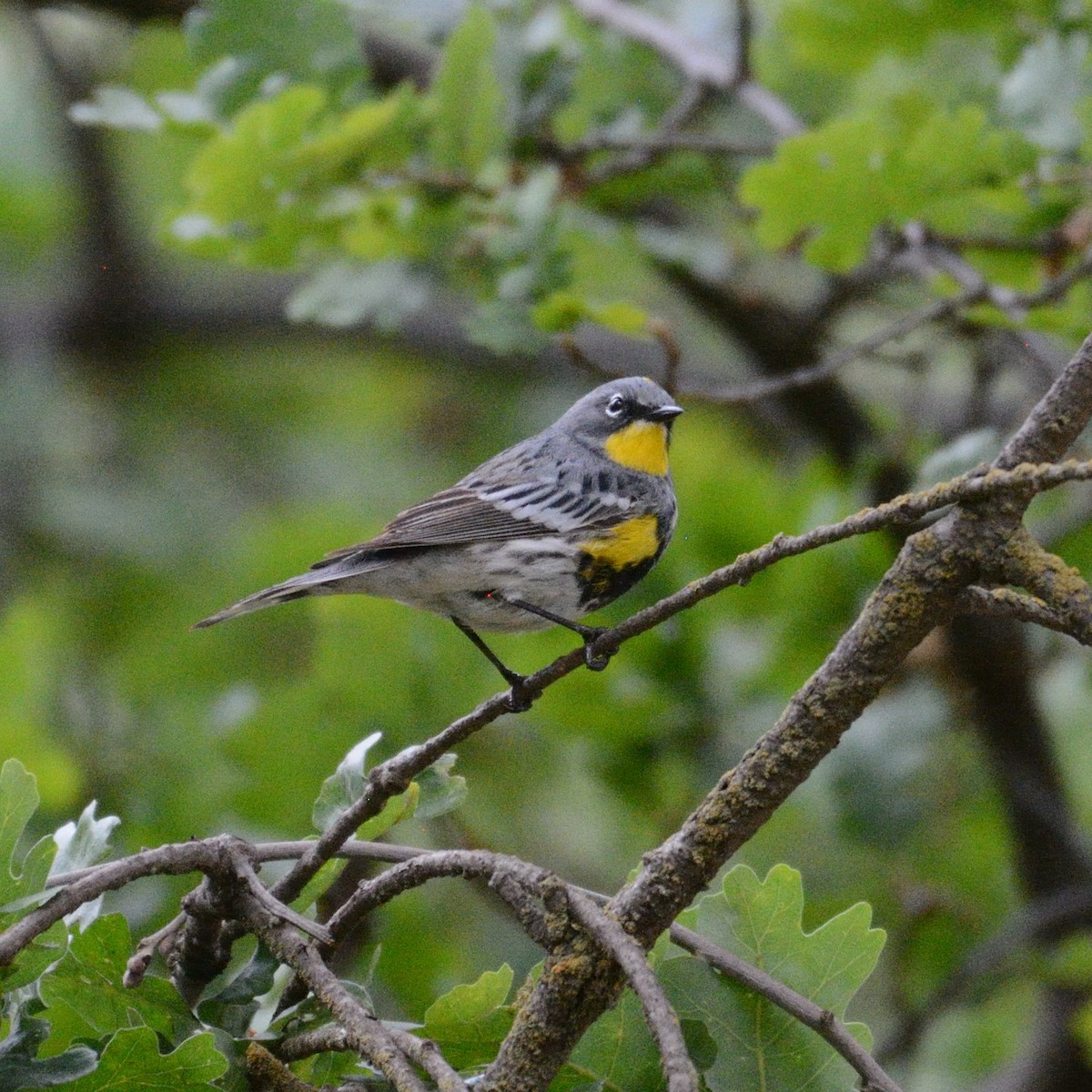 Yellow-rumped Warbler (Audubon's) - Stacey & Daryl Williams