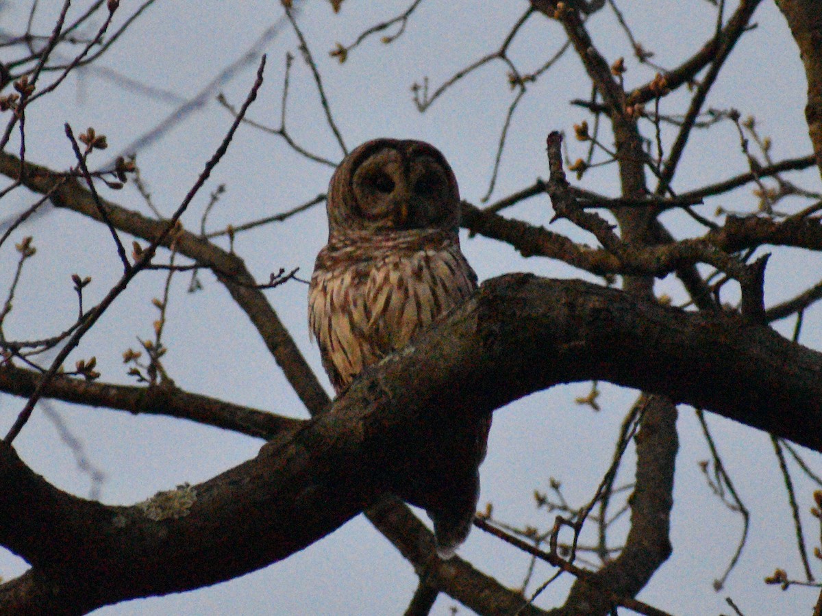 Barred Owl - ML438798961