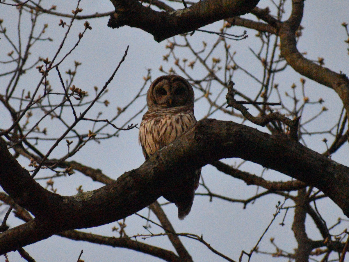 Barred Owl - ML438798991