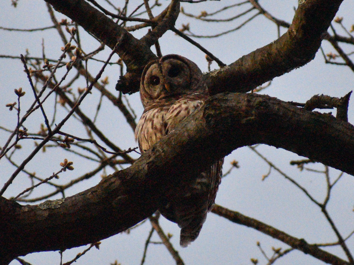 Barred Owl - ML438799001