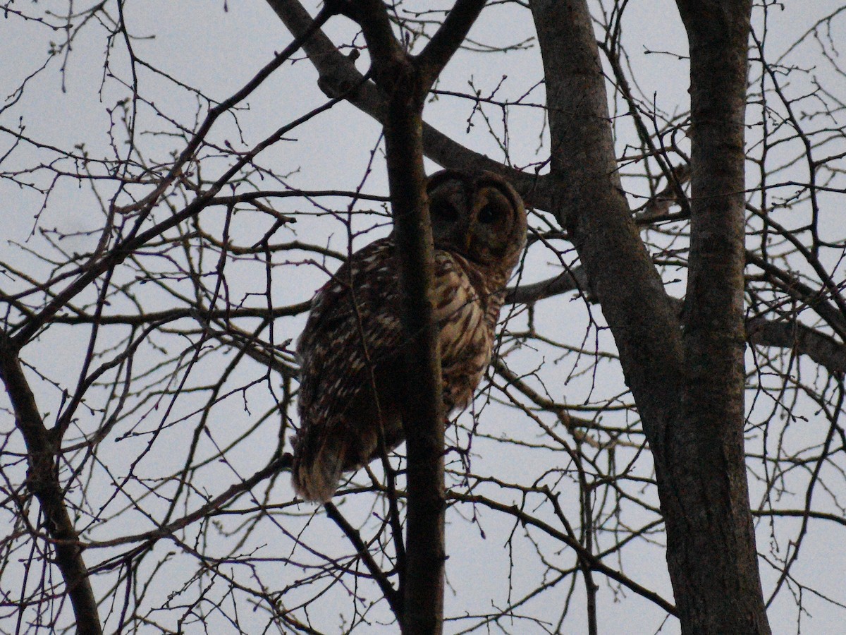 Barred Owl - ML438799011