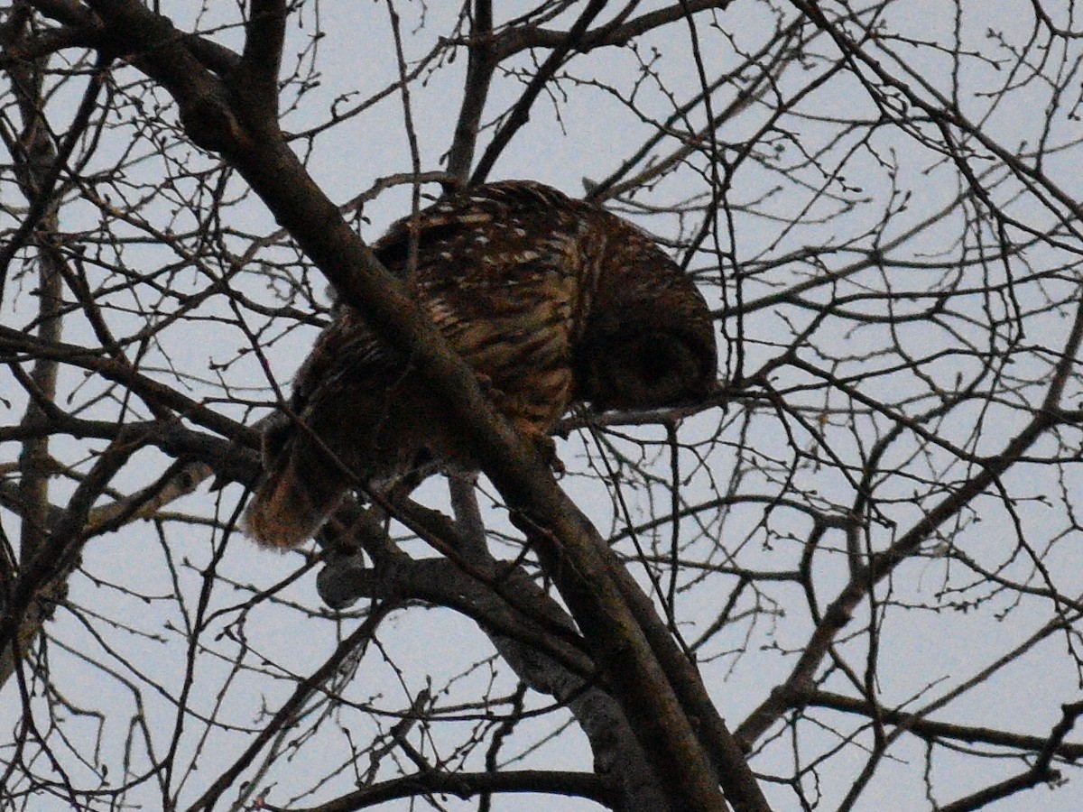 Barred Owl - ML438799021