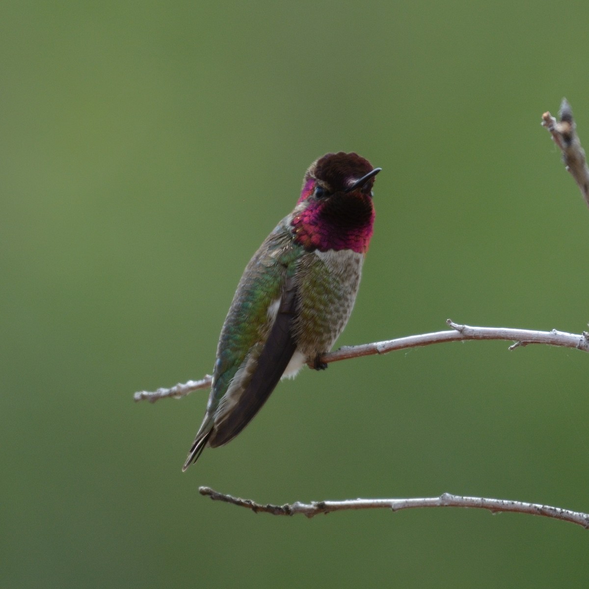 Anna's Hummingbird - ML438799071