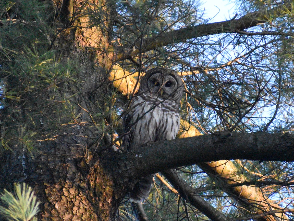 Barred Owl - ML438799091