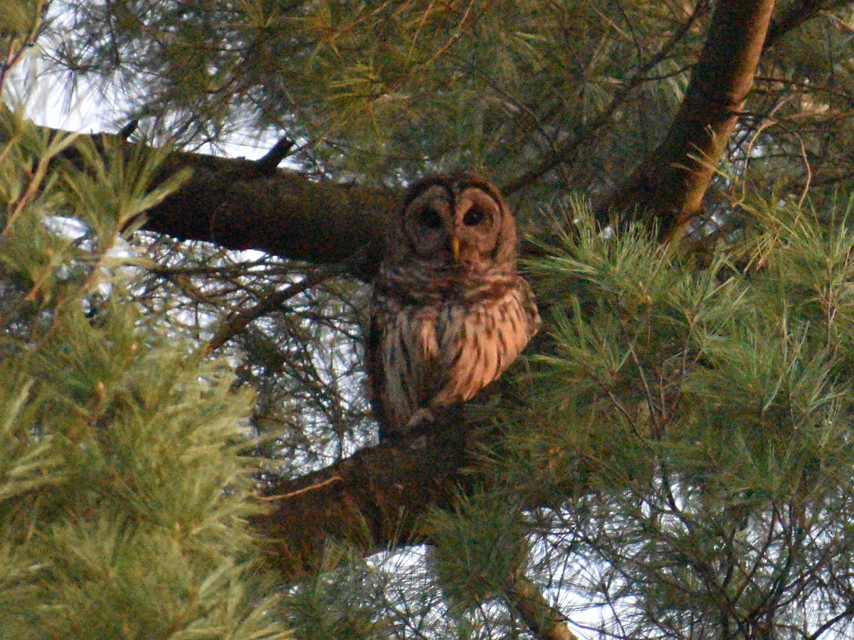 Barred Owl - ML438799231