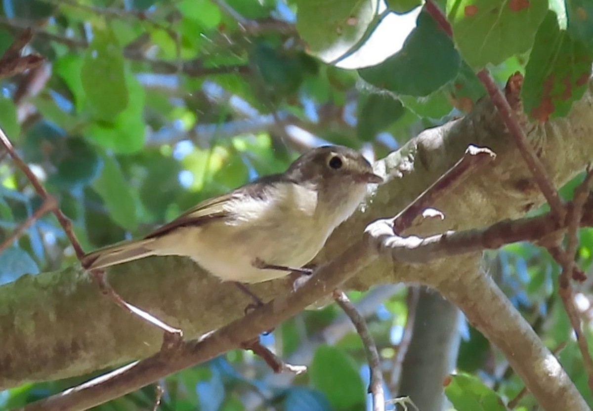 Hutton's Vireo - ML438805071