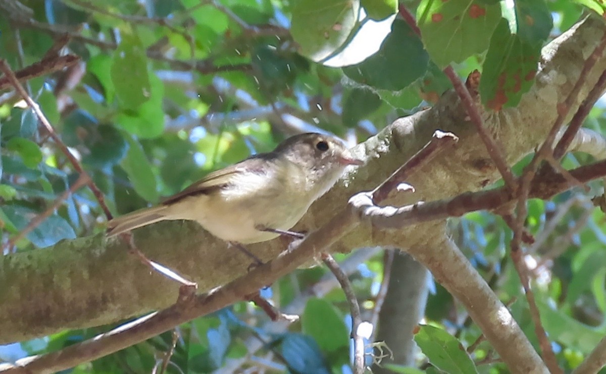 Hutton's Vireo - ML438805081
