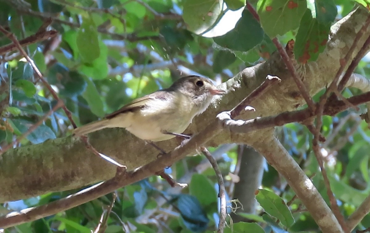Hutton's Vireo - ML438805121
