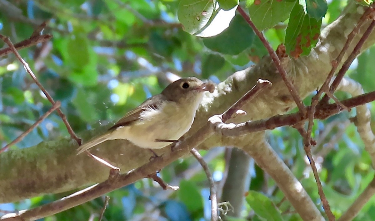 Hutton's Vireo - ML438805161