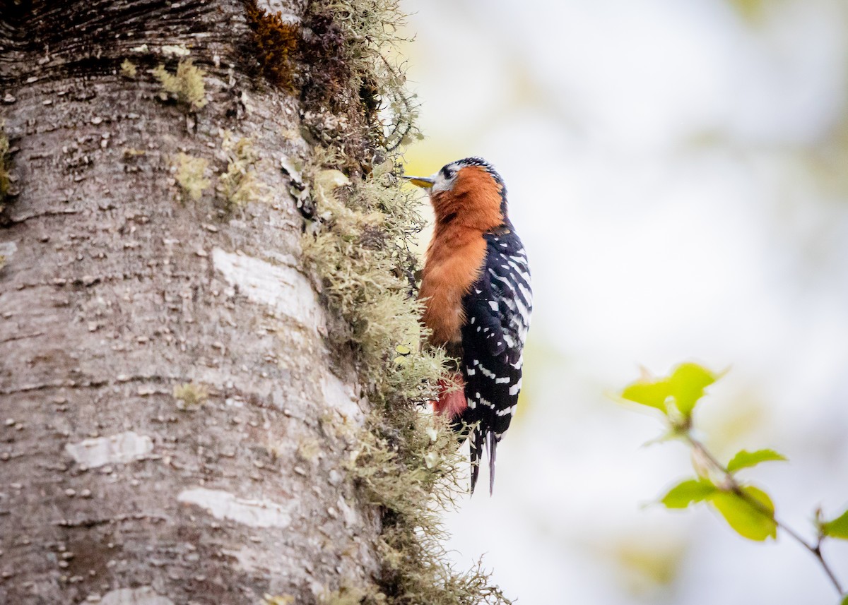 Rufous-bellied Woodpecker - ML438806661