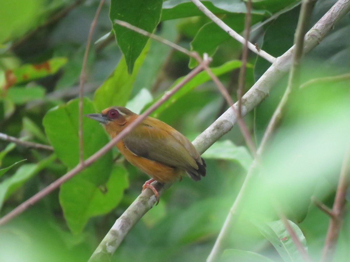 White-browed Piculet - Stuart Ling