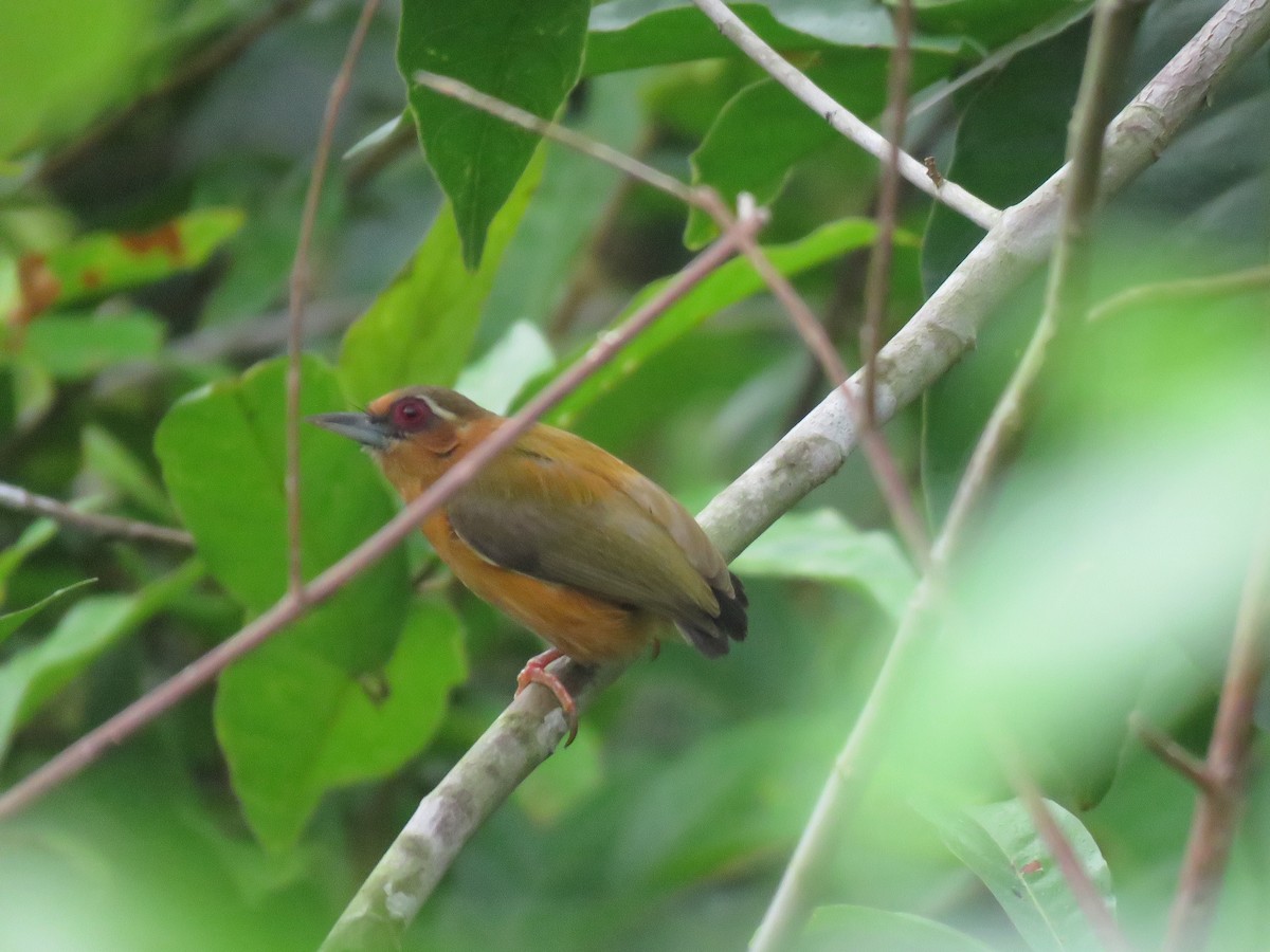 White-browed Piculet - ML438807401